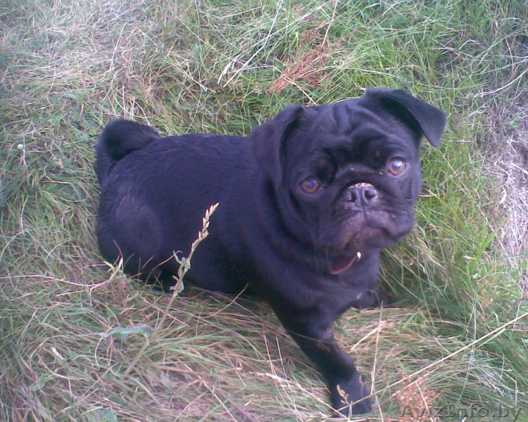 СРОЧНО! ищем мальчика мопса для вязки с девочкой мопс 1 год - Изображение #1, Объявление #519258