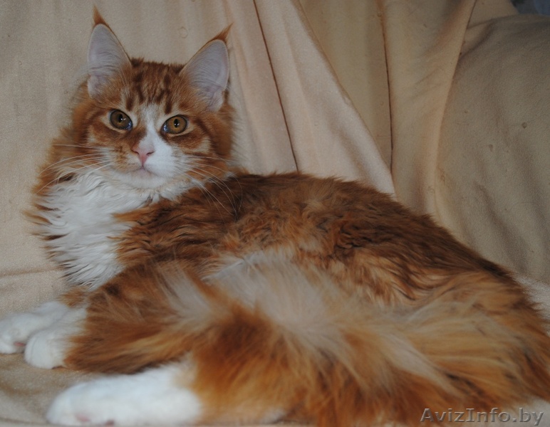 мейн кун котята - Изображение #1, Объявление #1200101