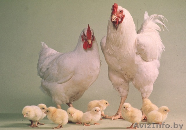 Продам кур-бройлеров ДОМАШНИХ - Изображение #1, Объявление #1359925