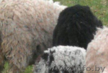 Овечья шерсть - Изображение #1, Объявление #1589953