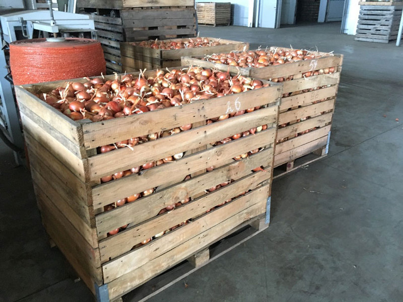 Лук репчатый урожая 2019 г. - Изображение #1, Объявление #1671715