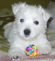 Щенки вест хайленд уайт терьер - Изображение #2, Объявление #33579