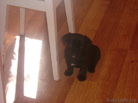 продам двухмесячного щенка мопса чёрной окраски. - Изображение #2, Объявление #63876