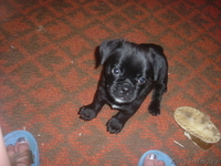 продам двухмесячного щенка мопса чёрной окраски. - Изображение #1, Объявление #63876