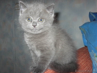 Британские плюшевые котята - Изображение #1, Объявление #71216