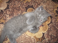 Британские плюшевые котята - Изображение #2, Объявление #71216