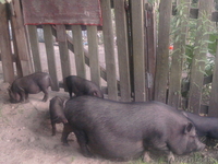 Продам поросят вьетнамской вислобрюхой - Изображение #1, Объявление #920057