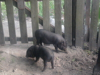 Продам поросят вьетнамской вислобрюхой - Изображение #2, Объявление #920057