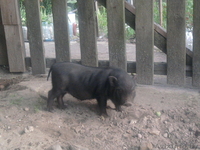 Продам поросят вьетнамской вислобрюхой - Изображение #3, Объявление #920057