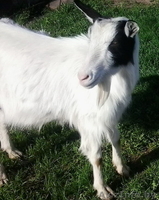 Дойные козы , молодые ПОКРЫТЫЕ.  МОЛОЧНЫЕ. - Изображение #1, Объявление #964478