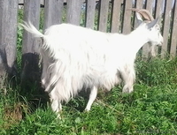 Дойные козы , молодые ПОКРЫТЫЕ.  МОЛОЧНЫЕ. - Изображение #2, Объявление #964478