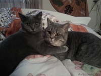 Милые британские кошечки - Изображение #3, Объявление #1273950