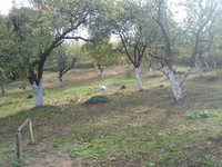 Дома. Аренда,Долгосрочная. - Изображение #5, Объявление #1396480