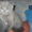 Британские плюшевые котята - Изображение #1, Объявление #71216