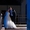фото, видеосъемка. Фотограф на свадьбу, свадебное фото - Изображение #7, Объявление #1202855