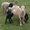 Бараны,  овцы,  молодняк #1539191