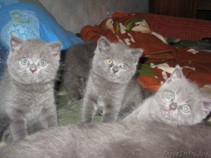 Британские плюшевые котята - Изображение #3, Объявление #71216