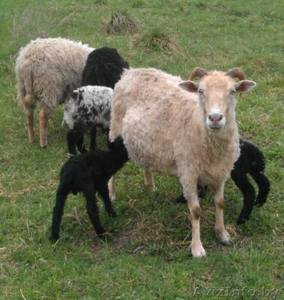 Бараны, овцы, молодняк - Изображение #1, Объявление #1539191