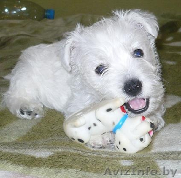 Щенки вест хайленд уайт терьер - Изображение #1, Объявление #33579