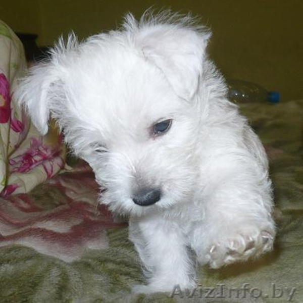 Щенки вест хайленд уайт терьер - Изображение #3, Объявление #33579