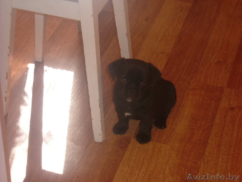продам двухмесячного щенка мопса чёрной окраски. - Изображение #2, Объявление #63876