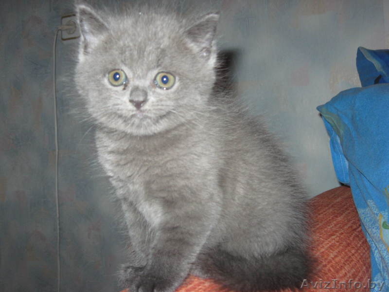 Британские плюшевые котята - Изображение #1, Объявление #71216