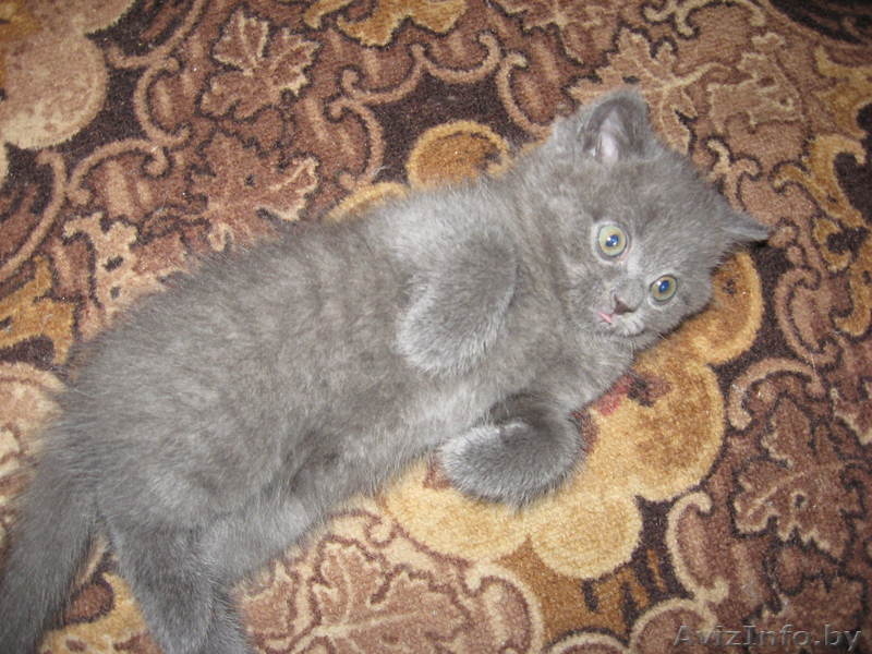 Британские плюшевые котята - Изображение #2, Объявление #71216