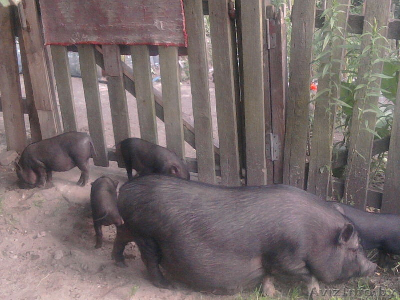 Продам поросят вьетнамской вислобрюхой - Изображение #1, Объявление #920057