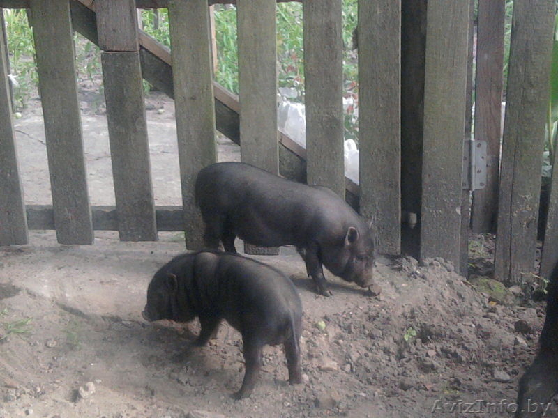 Продам поросят вьетнамской вислобрюхой - Изображение #2, Объявление #920057