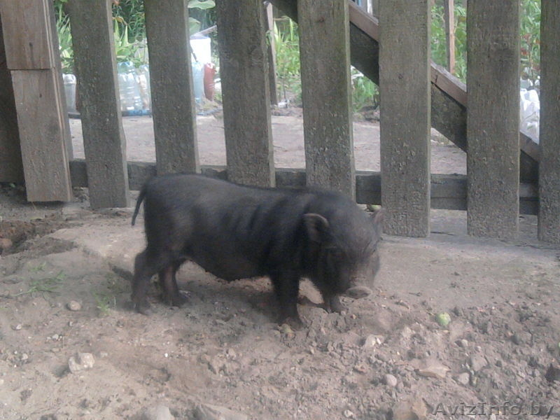 Продам поросят вьетнамской вислобрюхой - Изображение #3, Объявление #920057