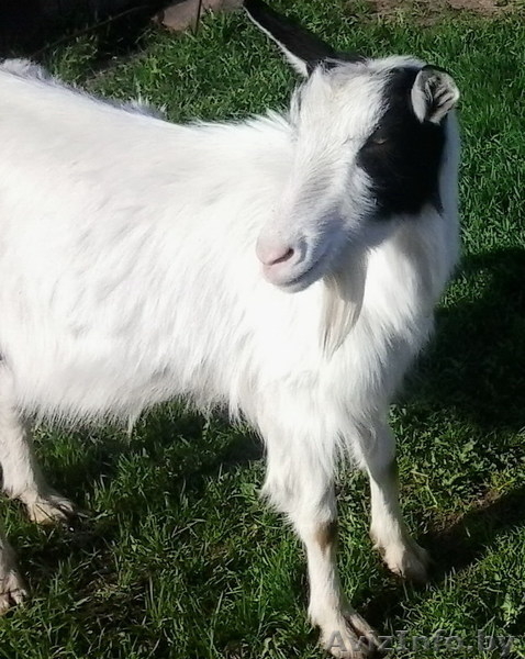Дойные козы , молодые ПОКРЫТЫЕ.  МОЛОЧНЫЕ. - Изображение #1, Объявление #964478