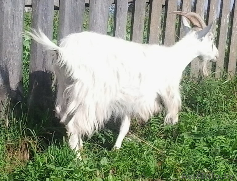 Дойные козы , молодые ПОКРЫТЫЕ.  МОЛОЧНЫЕ. - Изображение #2, Объявление #964478