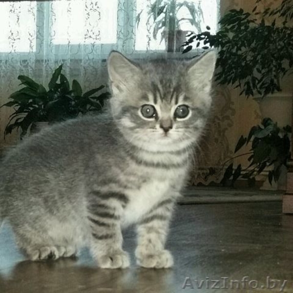 Милые британские кошечки - Изображение #1, Объявление #1273950