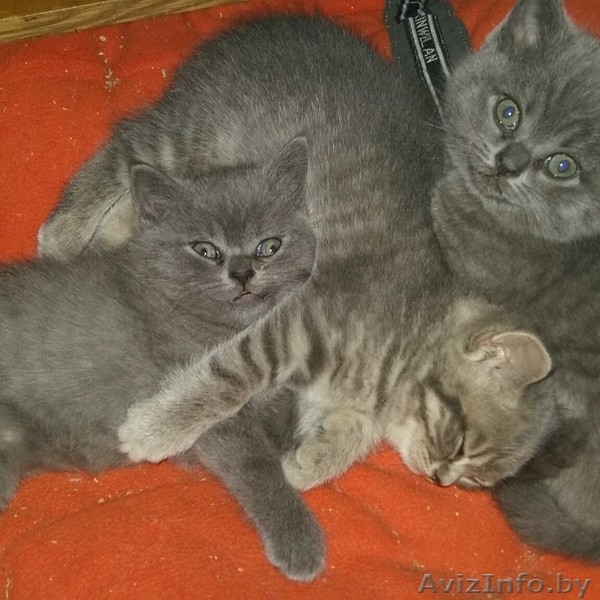 Милые британские кошечки - Изображение #2, Объявление #1273950